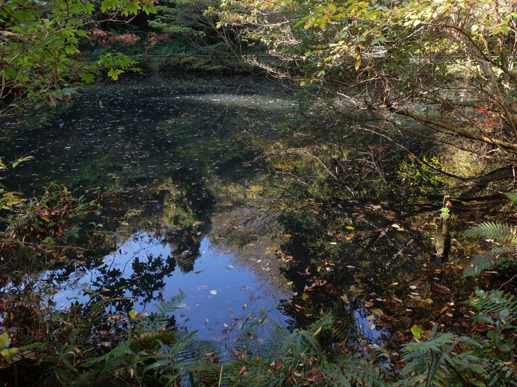 冬の池の水面はとっても静か